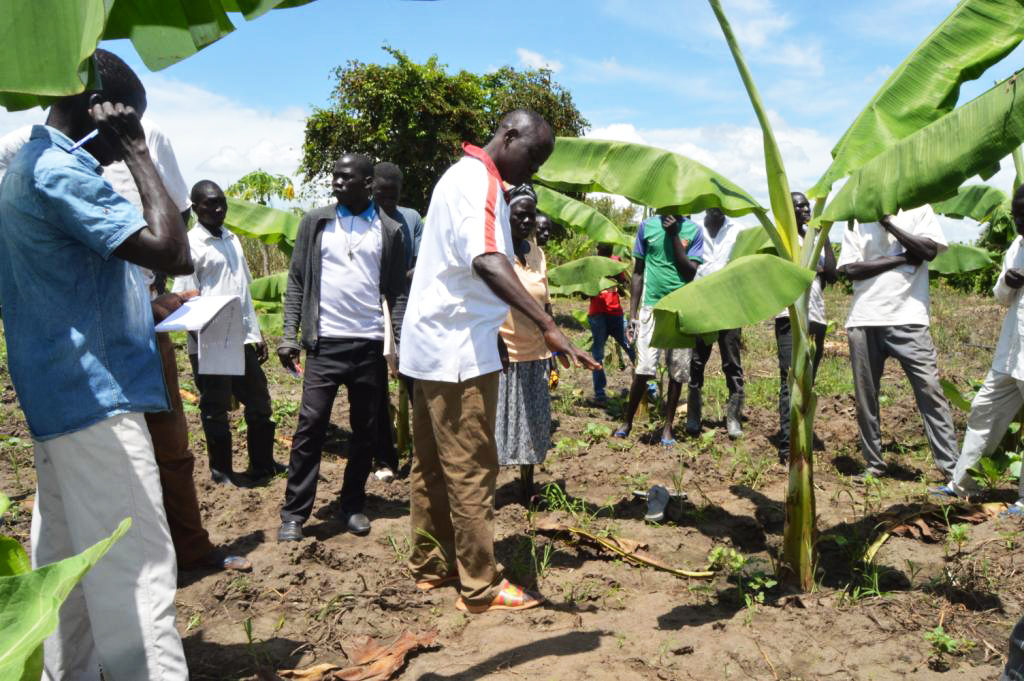 13. Charles Ojoadi an mododel farmer demonstrating to other farmers during a training on improved banana growing in Adjumani district.