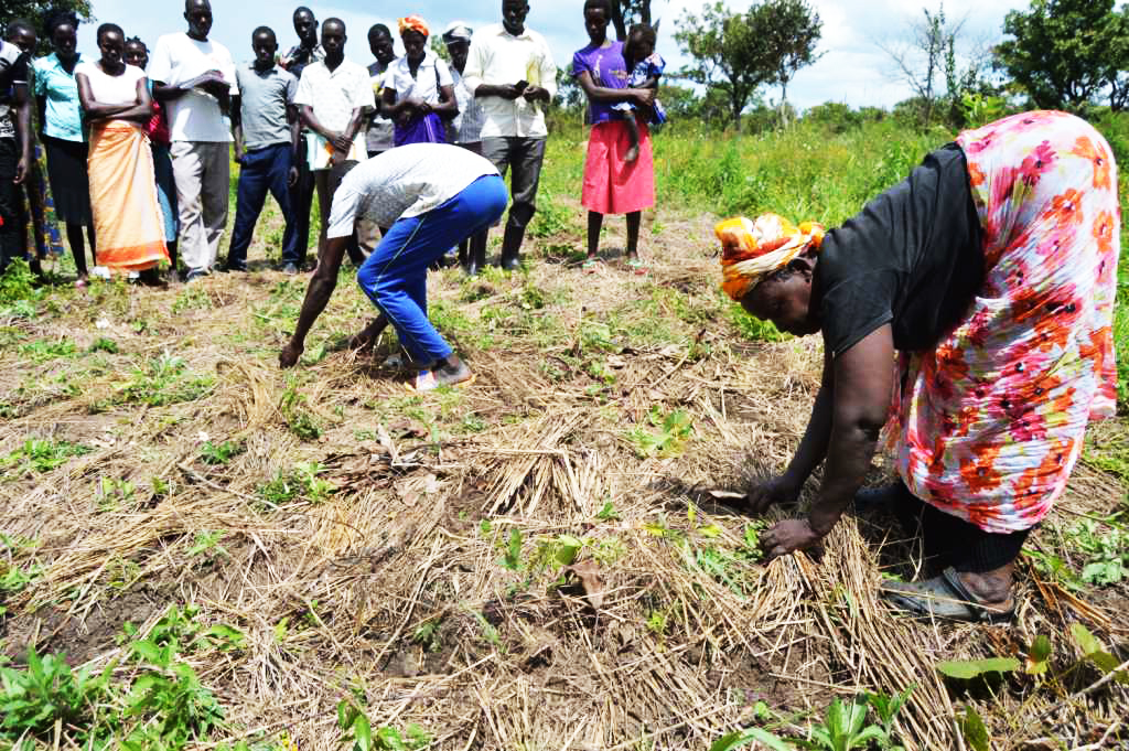 18. Farmers in Pader show how their mulch their gardens.